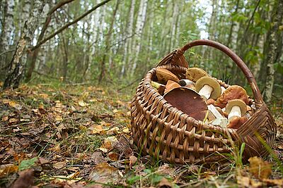 Der Irrtum des Mundraubes: Ernten, was wir sehen…
